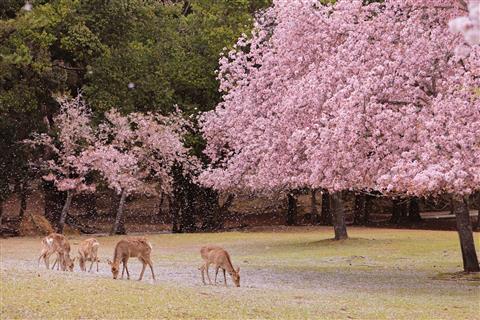 奈良公園 広大な敷地に種類豊富な桜が次々に咲く